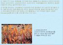식물의분류 8페이지