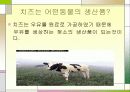 치즈에 대한 모든것 4페이지