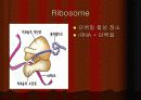 단백질 합성 5페이지