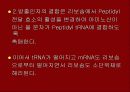 단백질 합성 19페이지