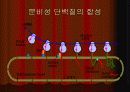 단백질 합성 28페이지