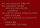 단백질 합성 29페이지