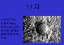 여성의 생식기 4페이지