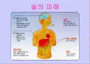 흡연과 알코올의 피해 29페이지