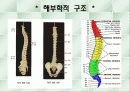 척추측만증 파워포인트 2페이지