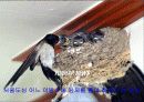 동물들의 주거조사 4페이지