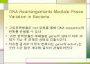 환경에 따른 유전자 발현의 메카니즘 3페이지
