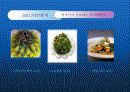 김치산업과 마케팅 31페이지