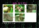 이종간 장기이식(Xenotransplantation)에 관한 팀프로젝트//수의학과 학생이 직접 제작//특A급 5페이지