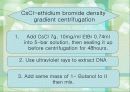 INTERFERON 10페이지