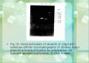 INTERFERON 35페이지