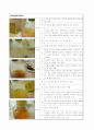 홍차 시음 보고서 4페이지