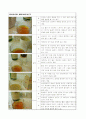 홍차 시음 보고서 6페이지