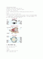 눈과 귀의 구조와 기능 4페이지
