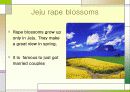 영어 발표 (Jeju island) 5페이지