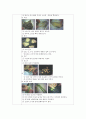 한국조리(3첩 반상, 여름 면상, 한과, 떡, 마른안주, 죽상, 여름 교자상, 겨울교자상)레시피 41페이지