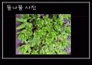 봄나물의 효능과 요리법 10페이지
