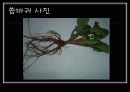 봄나물의 효능과 요리법 12페이지