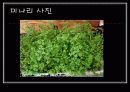 봄나물의 효능과 요리법 16페이지