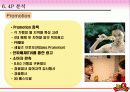 BBQ치킨 분석과 중국, 스페인시장 진출기  12페이지