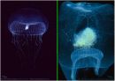 luminous bacteria 5페이지