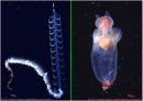 luminous bacteria 6페이지
