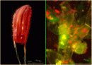 luminous bacteria 7페이지