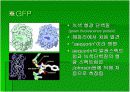luminous bacteria 8페이지