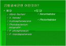 luminous bacteria 12페이지