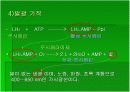luminous bacteria 14페이지