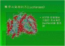 luminous bacteria 15페이지