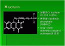 luminous bacteria 16페이지