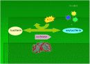 luminous bacteria 17페이지