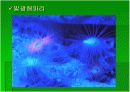 luminous bacteria 20페이지