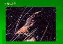 luminous bacteria 21페이지