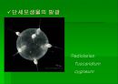 luminous bacteria 23페이지