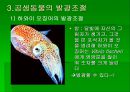 luminous bacteria 24페이지