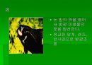 luminous bacteria 25페이지