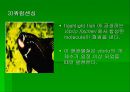 luminous bacteria 26페이지