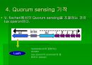 luminous bacteria 27페이지