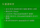 luminous bacteria 31페이지