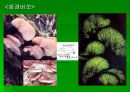 luminous bacteria 32페이지