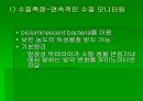 luminous bacteria 35페이지