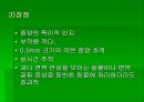luminous bacteria 49페이지