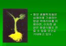 luminous bacteria 52페이지