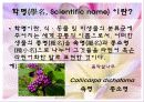 식물의 학명 3페이지