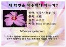 식물의 학명 4페이지