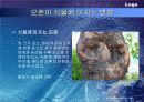 대기오염의 피해 21페이지