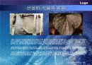 대기오염의 피해 34페이지