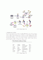 항체[抗體, antibody] 7페이지